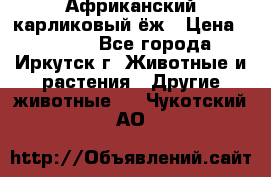 Африканский карликовый ёж › Цена ­ 6 000 - Все города, Иркутск г. Животные и растения » Другие животные   . Чукотский АО